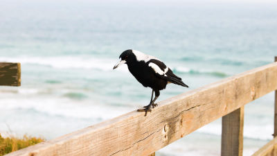 bird